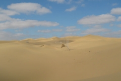 Kyzylkum desert